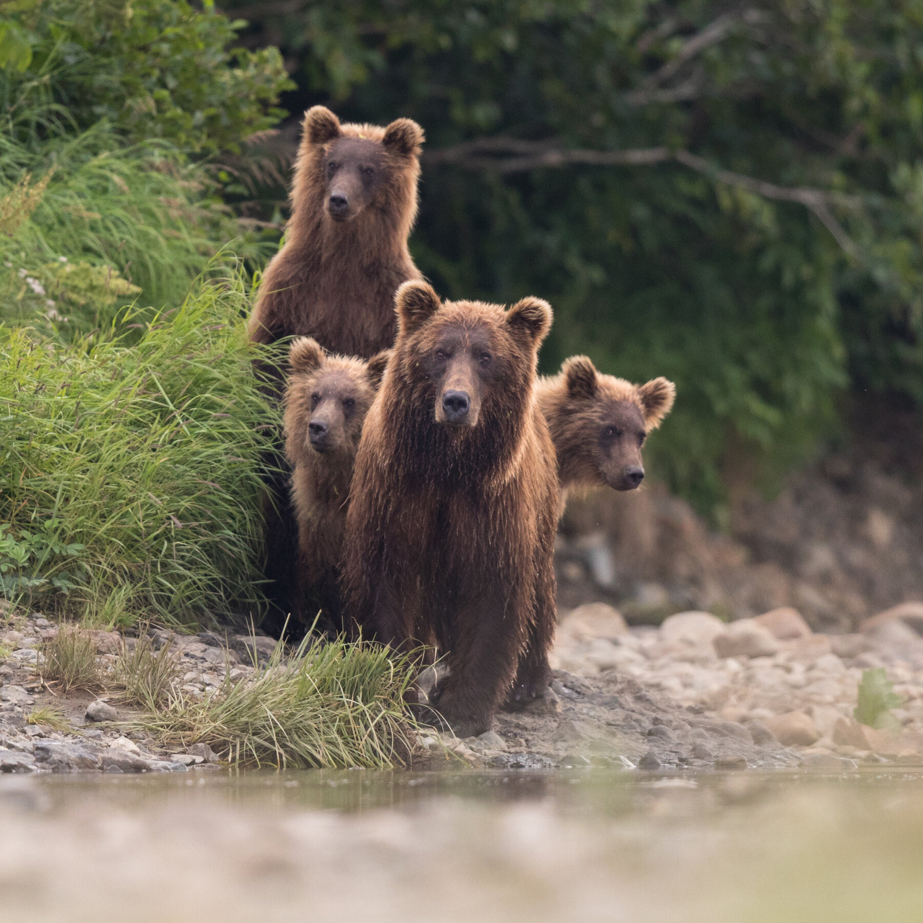Alaska Can Resume Killing Bears to Protect Caribou Herd, Judge Says