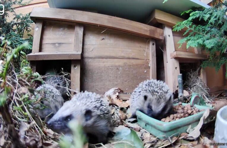 ‘Build it and they will come’: How to turn your garden into a hedgehog haven